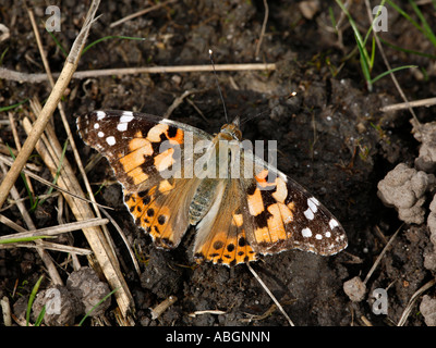 Dipinto di Lady Butterfly crogiolarsi al sole Foto Stock