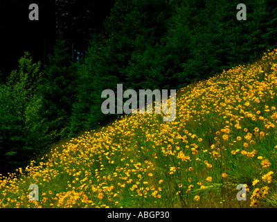 Fioritura di fiori di campo giallo adornano la strada lungo la US Highway 20 in Oregon Coast montagne di gamma Foto Stock