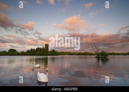 Cigni su rigenerate di ghiaia al tramonto Attenborough riserva naturale Nottingham Nottinghamshire England Regno Unito GB EU Europe Foto Stock