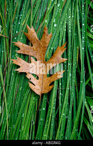 Una singola foglia secca si siede sulla parte superiore delle erbe con perle di acqua. Foto Stock