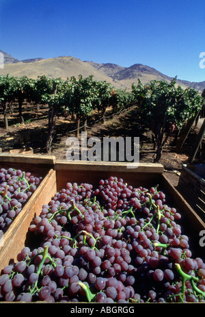 Fresche raccolte rosso rubino uve in California. Foto Stock