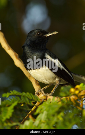 Oriental Magpie Robin Copsychus saularis ceylonensis Foto Stock