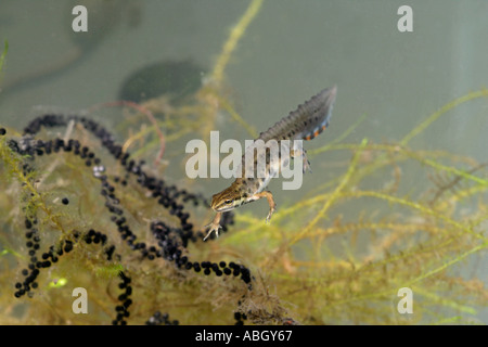 Liscia o tritone comune Triturus vulgaris Foto Stock