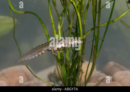 Liscia o tritone comune Triturus vulgaris Foto Stock