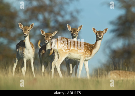 Daini Cervus dama non Kent REGNO UNITO Foto Stock