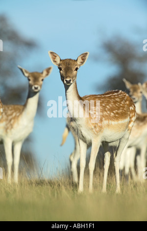 È noto DIA-NAL imagestate co uk Foto Stock