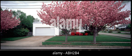 Una casa bianca con enormi frutti treesin piena fioritura con fiori di colore rosa Foto Stock