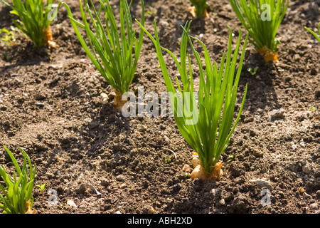 Cipolle in un giardino Foto Stock