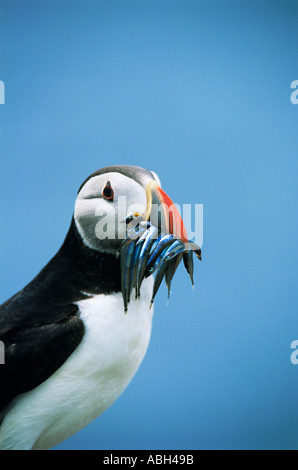 Puffin Fratercula arctica con beakful di cicerelli farne Islands Northumberland Foto Stock