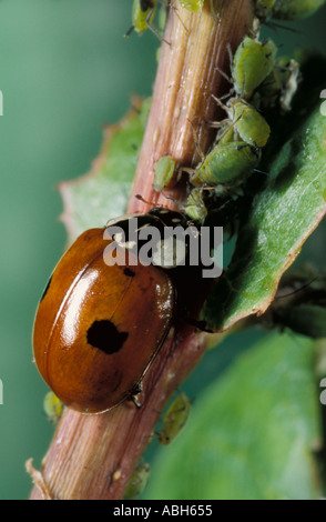 2 Spot Ladybird alimentazione su afidi Foto Stock