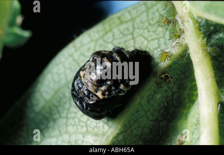 2 Spot Ladybird pupe sulla lamina Foto Stock