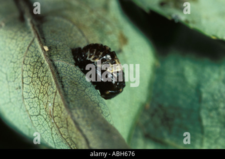 2 Spot Ladybird pupe sulla lamina Foto Stock