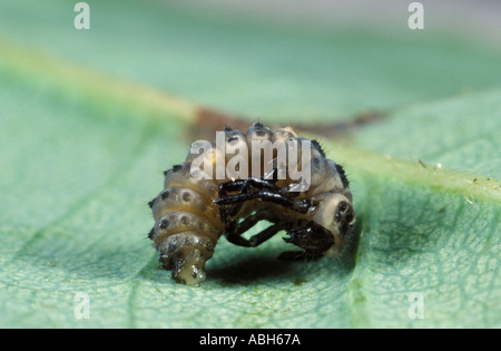 2 Spot Ladybird larvae cambiando in pupe Foto Stock