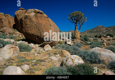 Faretra alberi Aloidendron dichotomum crescendo in Goegap nella riserva naturale del Namaqualand Africa meridionale Foto Stock