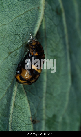 7 Spot Ladybird pupe sulla lamina Foto Stock