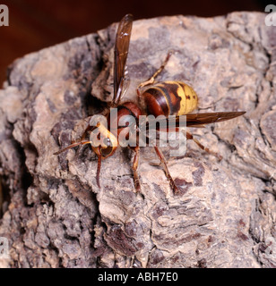 Hornet Vespa crabro sulla corteccia di albero Foto Stock