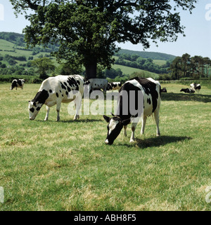 Holstein il frisone vacche da latte al pascolo su terreni adibiti a pascolo nelle belle giornate estive in Devon Foto Stock