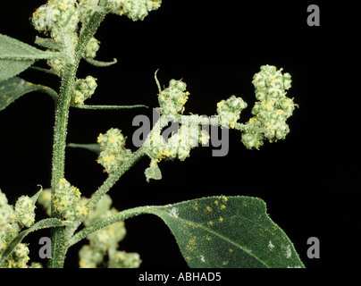 Close up di gallina di grasso in fiore studio shot che mostra foglie e fiori Foto Stock