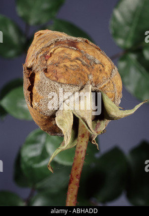 La muffa grigia Botrytis cinerea su integro bocciolo di rosa con tempo umido Foto Stock