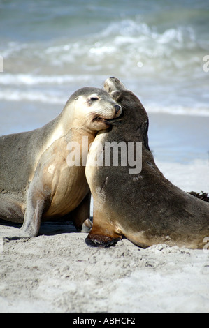 Le foche in riproduzione in Seal Bay Kangaroo Island South Australia Foto Stock