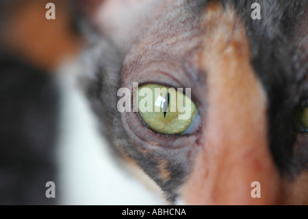 Femmina Cornish Rex visualizza cat in bianco e nero e bianco e marrone di calico Foto Stock