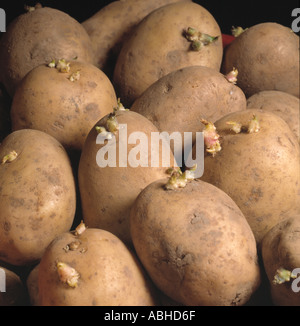 Tuberi seme di patate con germogli chitting nel vassoio prima di piantare fuori Foto Stock