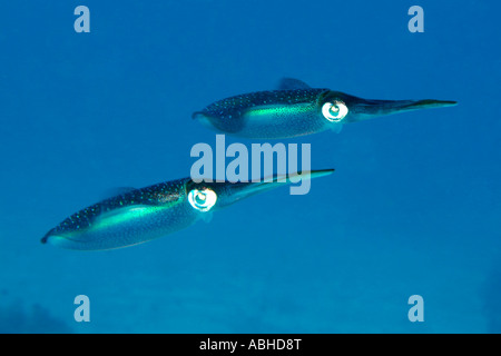 Calamari nuoto su una scogliera in Bonaire. Foto Stock