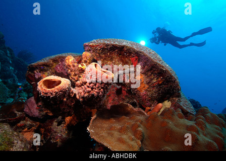 Silhouette di un subacqueo su spugne in Bonaire Foto Stock