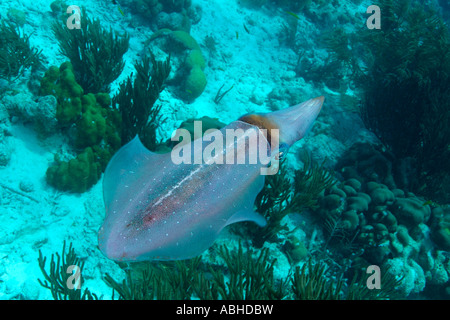 Calamari nuoto su una scogliera in Bonaire. Foto Stock