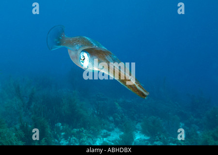 Calamari nuoto su una scogliera in Bonaire. Foto Stock