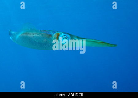 Calamari nuoto su una scogliera in Bonaire. Foto Stock