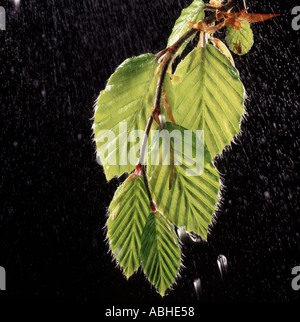 Giovani fogliame di un bosco di faggi Fagus sylvatica retroilluminata con fini goccioline di acqua caduta foglie di circa Foto Stock