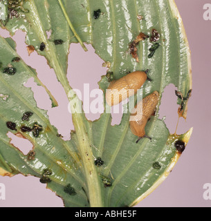 Diverse pallottole su un gravemente danneggiato Hosta leaf Foto Stock