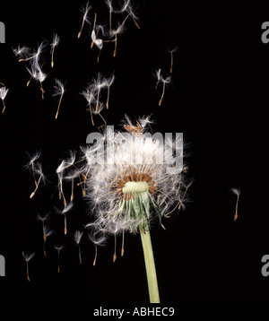 Tarassaco Taraxacum officinale seedhead con semi di soffiatura e disperdendo nella brezza Foto Stock