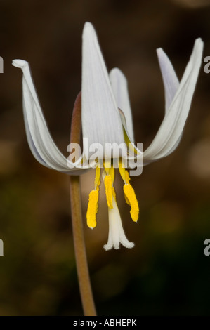 Primo piano di una trota lily Erythronium albidum Foto Stock