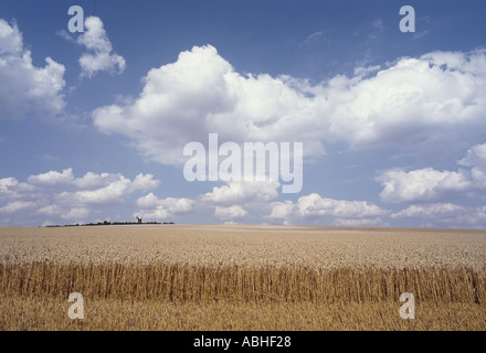 Ampio angolo di visione di grano in orecchio maturi durante il raccolto con una faccia di taglio e Wilton mulino a vento a distanza Foto Stock