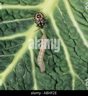 Predatori di stink bug Podisus maculiventris ninfa con caterpillar preda sulla lamina Foto Stock