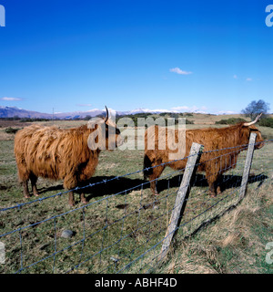 Bestiame scozzese dai capelli lunghi capelli rivestire Highland vacche racchiuso in un campo dietro al filo spinato Foto Stock