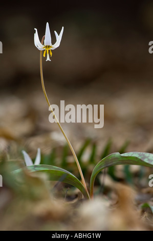 Primo piano di una trota lily Erythronium albidum Foto Stock