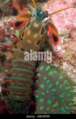 Canocchia su una scogliera di Raja Ampat, Indonesia Foto Stock