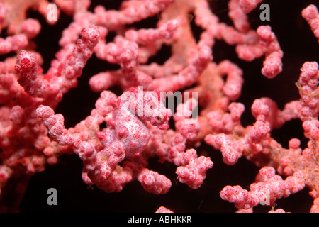 Pigmeo di Sea Horse, Hippocampus bargibanti, su un ramo di corallo in Raja Ampat Foto Stock