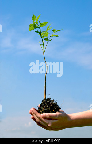 Mani tenendo una giovane pianta esterni - concetto di crescita Foto Stock