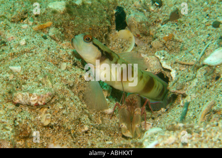 Nakedhead shrimpgoby, Amblyeleotris gymnocephala Raja Ampat Foto Stock