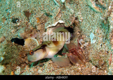 Nakedhead shrimpgoby, Amblyeleotris gymnocephala Raja Ampat Foto Stock