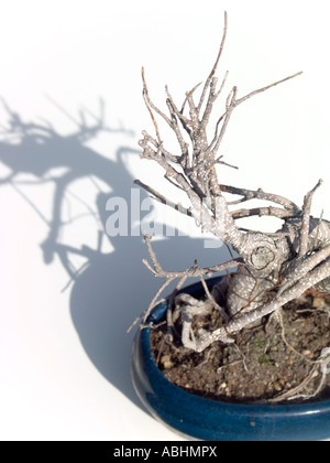 Lo snag bonsai a secco su sfondo bianco Foto Stock