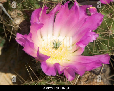 Echinocereus Flower è un genere di nervati , solitamente di dimensioni da piccole a medie cactus cilindrico Foto Stock