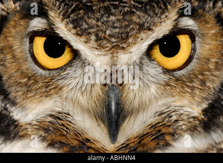 Gli occhi del gufo, Bubo virginianus, close-up di faccia Foto stock - Alamy