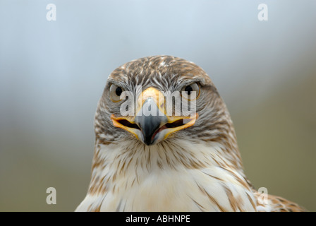 Falco ferruginosa, Buteo regalis, close-up di faccia, guardando la fotocamera Foto Stock