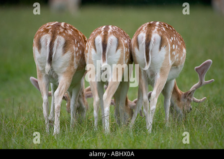 Daini Cervus dama Bucks il pascolo Foto Stock