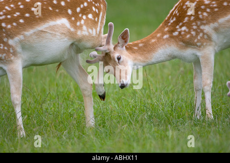 Daini Cervus dama con un prurito Foto Stock